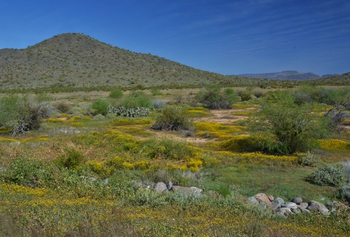 the desert floor
